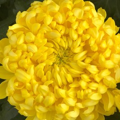 Ballchrysantheme