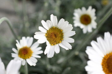 Fr&uuml;hlingsmargerite