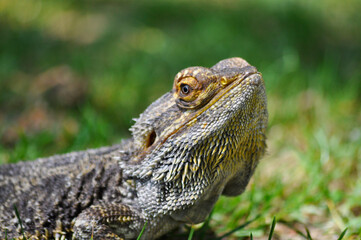 Bartagame, Echse draußen