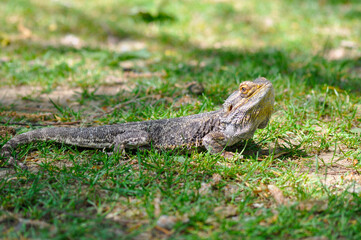 Bartagame, Echse draußen