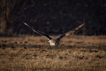 Beautiful bird siberian owl flying with dark background