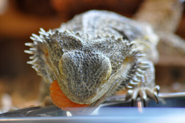 Bartagame beim futtern