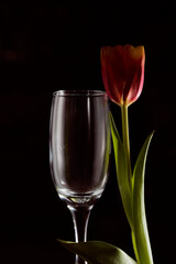 A glass of wine with a red tulip. Dark background. Silhouette photo