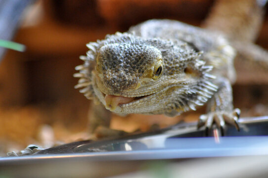 Bartagame beim essen