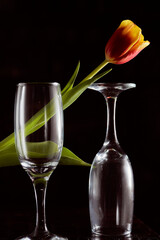 A glass of wine with a red tulip. Dark background. Silhouette photo