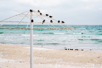 birds on the beach. black sea in winter.