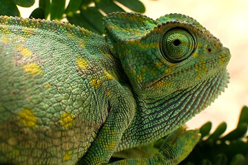 chameleon macro green  © Ovi