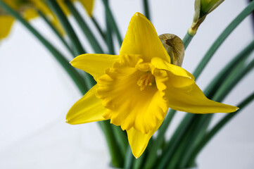 Narcissus trumpet daffodil