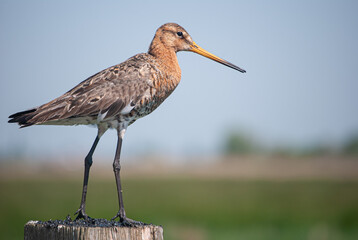 Bird Limosa Lapponica in its natural habitat with long bill and brown plumage
