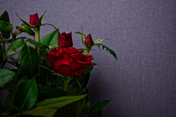 A blossoming bud of a red rose on a gray background. Flowers in pots. Small depth of field.