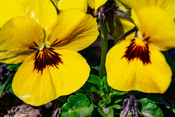 Pansy yellow flowers in sunny garden . Early spring flowers. Blurry background.