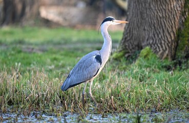 Blue heron in seek of food