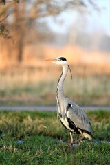 Blue heron in seek of food