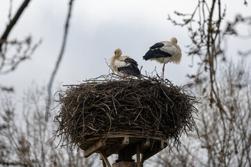 koppel ooievaarsnest