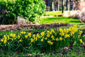 Daffodils flowers in sunny garden . Early spring flowers.