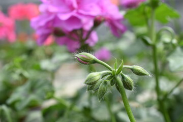 halbhängende Geranie 'Rikea Amethyst'