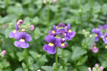 Fototapeta premium Elfenspiegel