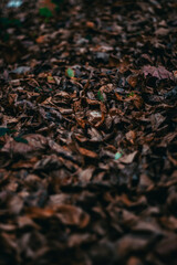 autumn