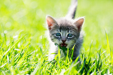 curious gray kitten walking on green grass