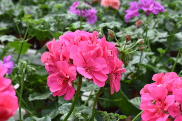 pinke Geranie