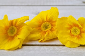 Blüten von gelben Frühlingsprimeln auf hellen Hintergrund in Nahaufnahme