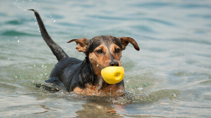 cute dachshund terrier type mixed breed dog swimming with a yellow ball in shallow water in a lake