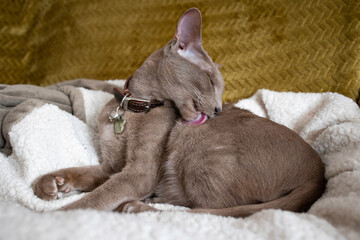 Lilac Oriental Shorthair cat grooming