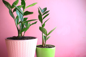 Two trees of Zamioculcas plant in pink and green pots. Pink background wall.