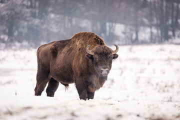 Bisons in forest during winter time with snow. Wilde life