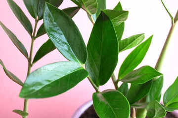 Close-up of leaves and branches of the Zamioculcas tree.
