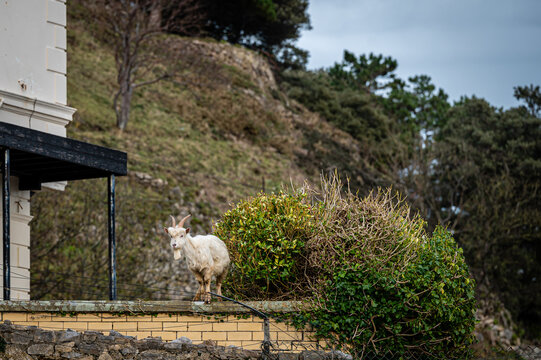 Great Orme Goat on Wall