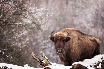 Bisons in forest during winter time with snow. Wilde life © danmir12