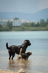 cute dachshund terrier type mixed breed dog and a black labrador retriever standing in shallow water in a lake