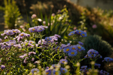 Beautiful erigeron flowers in flowerbed in sunlight. Springtime blossom, gardening concept.