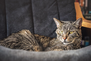 Gray brown tabby cat resting on armchair, looking curiously, closeup detail on his head