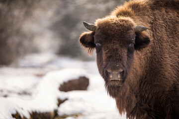 Fototapeta premium Bisons in forest during winter time with snow. Wilde life