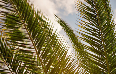 Obraz na płótnie Canvas Green palm leaves, sky in back, only few blades focus abstract tropical background
