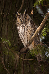 Owl in a fir during winter time