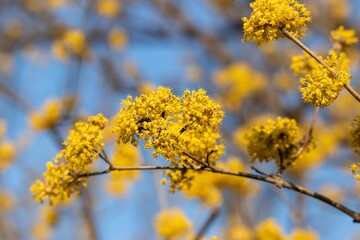 Fototapeta na wymiar Flowering twigs of dogwood (lat.Córnus mas) in early spring, yellow inflorescences against the blue sky