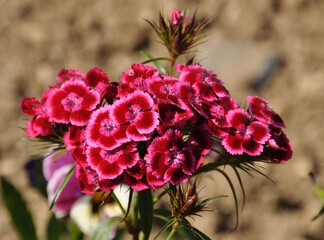 Bartnelken im Garten