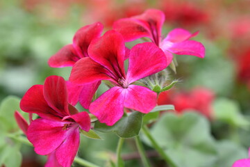 Alpenprinz 'Magenta Red'