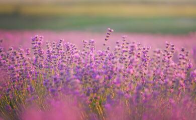 Lavender flowers  at sunset