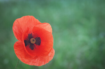 Red poppy  flower portrait  close-up