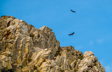 Dos buitres sobrevuelan las crestas cuarcíticas del Parque Nacional de Monfragüe, España