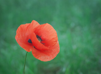 Red poppy  flower portrait  close-up
