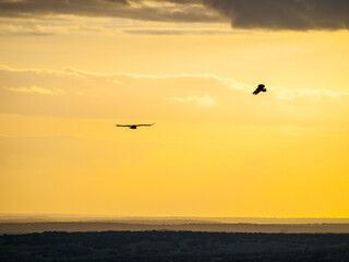 Dos buitres sobrevuelan la campiña cubierta de bosque mediterráneo en el Parque Nacional de Monfragüe, España, al atardecer