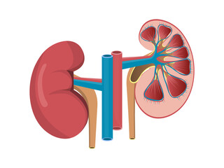 Left and right kidney with half in a cut human kidneys front view, urinary system. Anatomy of the human body. Biology education concept. Lateral views. Vector Illustration