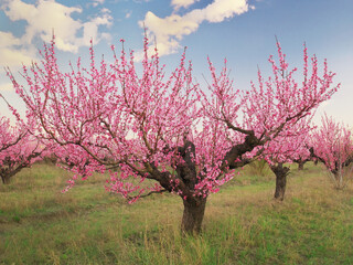 Blooming peach orchard.