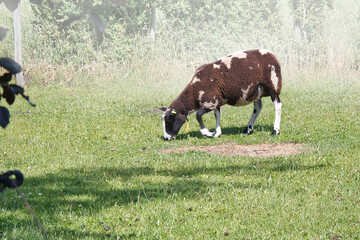 Sheep in the morning eating grass with a foggy background