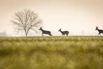 Obraz na płótnie Canvas Deers in a green field with forest in background, beautiful wildlife